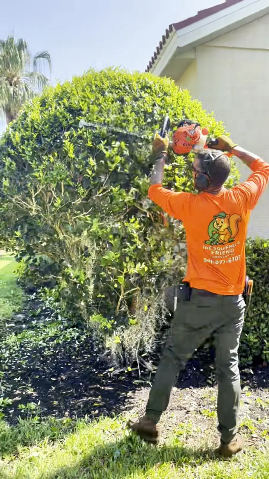 Alex in a Squirrel’s Friend shirt trimming the top of a large hedge